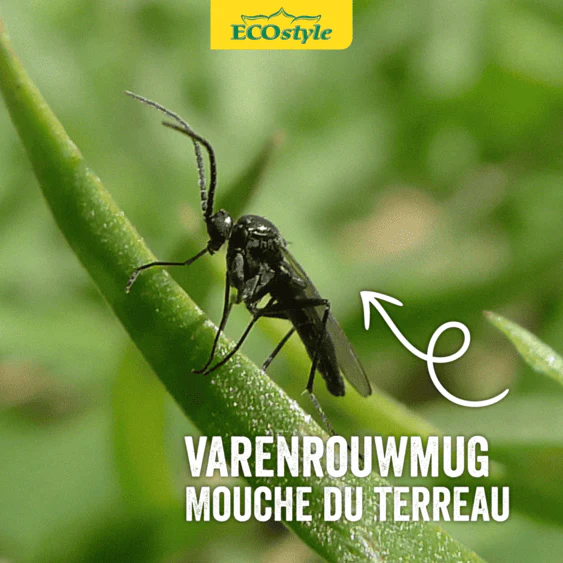 Miniatuur 3