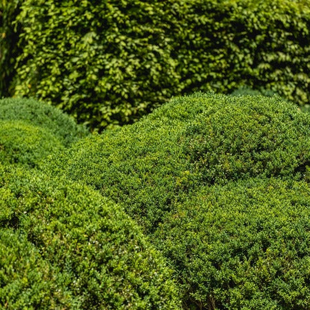 Miniatuur 4