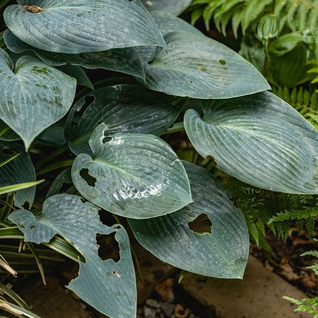 Miniatuur 3
