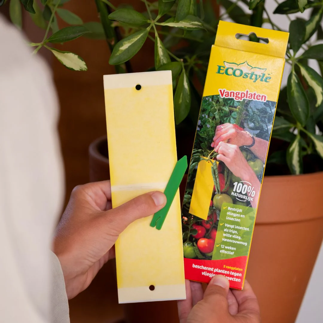Miniatuur 2