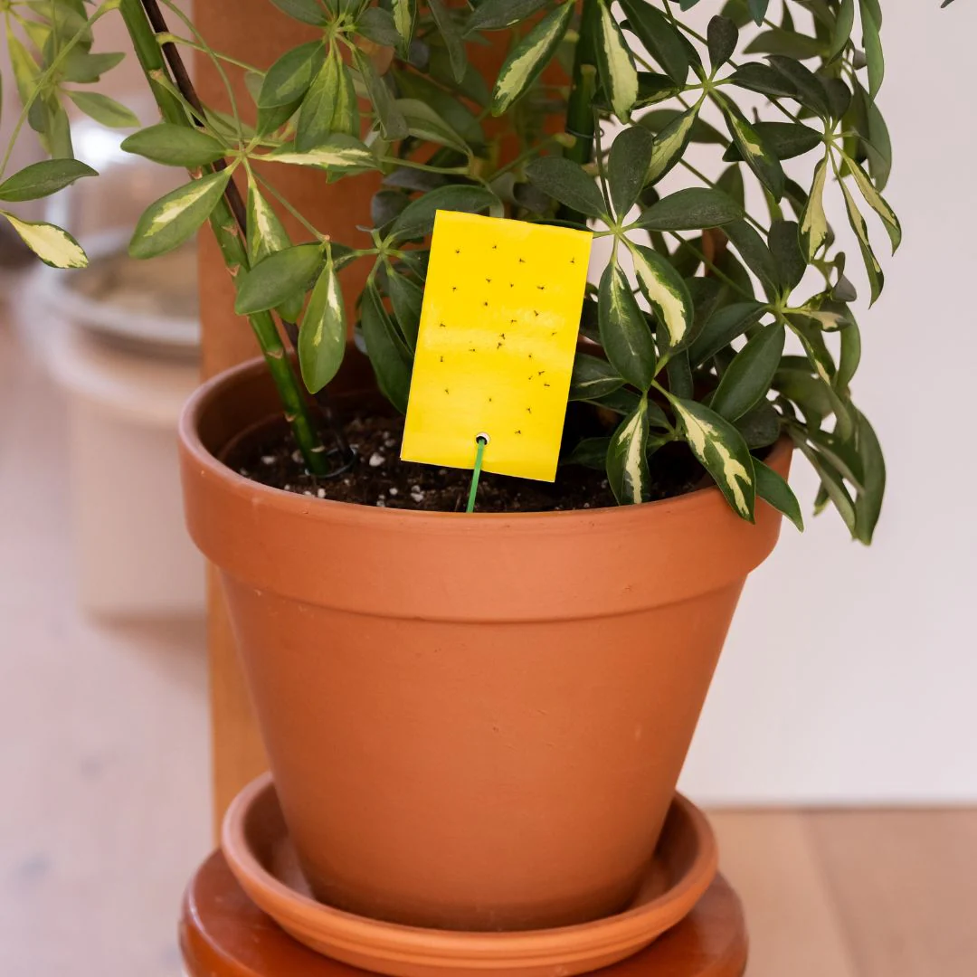 Miniatuur 3