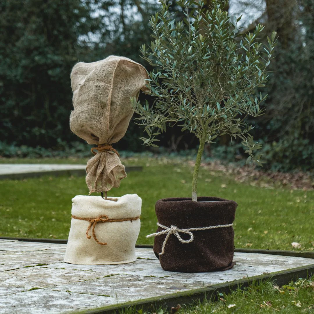 Miniatuur 3