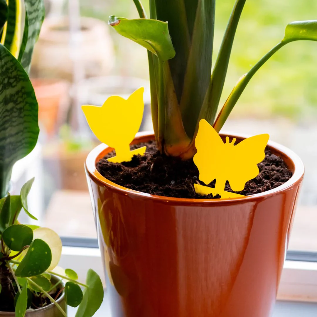 Miniatuur 3